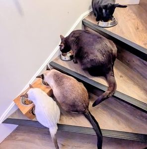 Meet your Posher, Marie